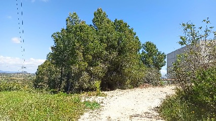 Abans de la neteja de franges forestals al perímetre dels nuclis urbans